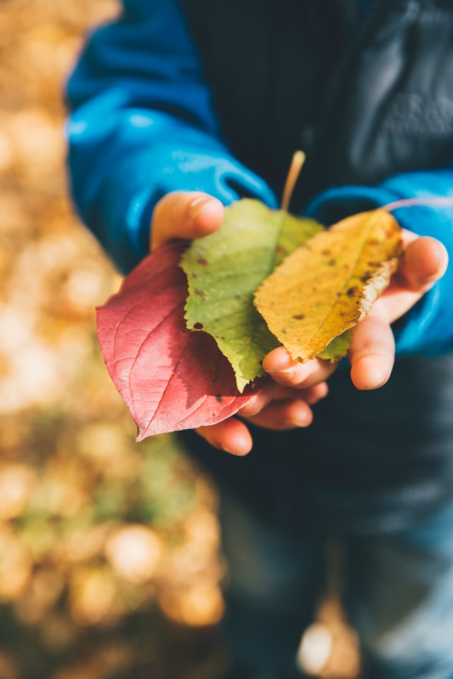 Autumn leaves